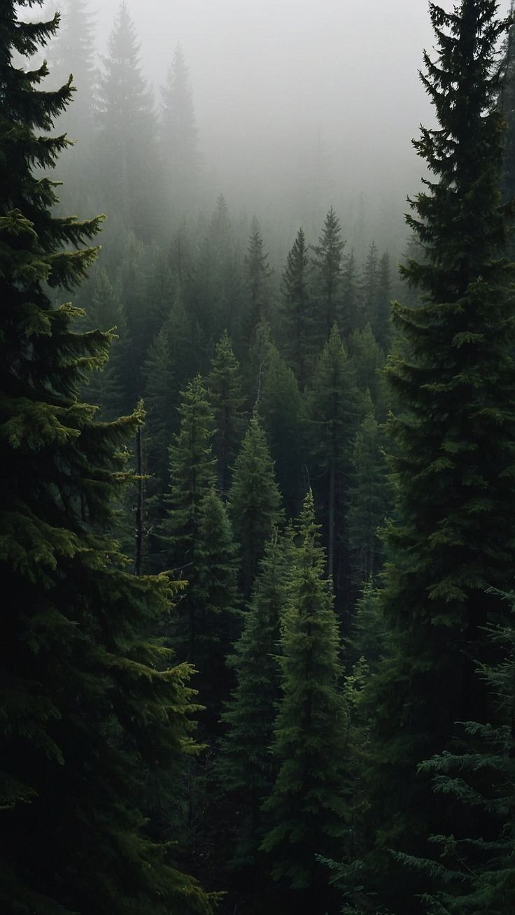 Windsor Pine