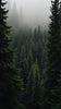 Windsor Pine